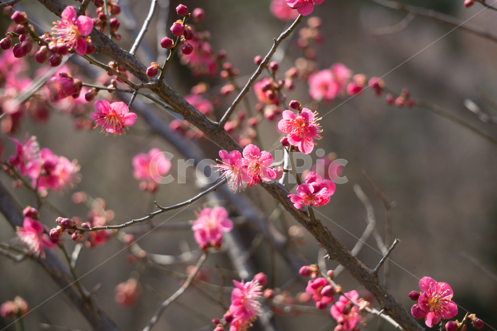 홈매화,봄날,봉은사,감성사진,스냅,봄,계절,springseason,식물,자연,plants,nature,꽃,flower,봄,계절,spring,season,식물,자연,plants,nature,꽃,flower,plant,blossom