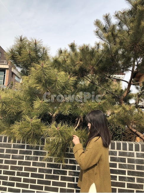 나무,여자옆모습,tree,소나무,벽돌,벽돌담장,사람,인물,인간,human,person,여성,여자,woman,female,lady