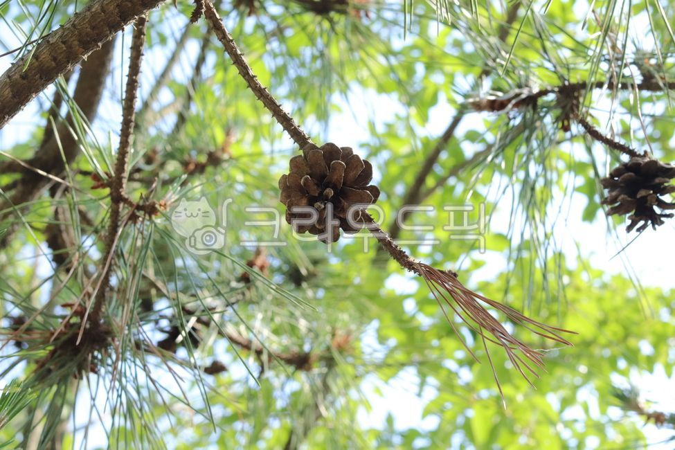 Pine cone,pine tree,pine needles,autumn scenery,natural scenery,tree branch,forest scenery,plant observation,pine fruit,tree photography,nature observation,autumn tree,forest walk,natural props,green leaves,outdoor scenery,arboretum,tree 