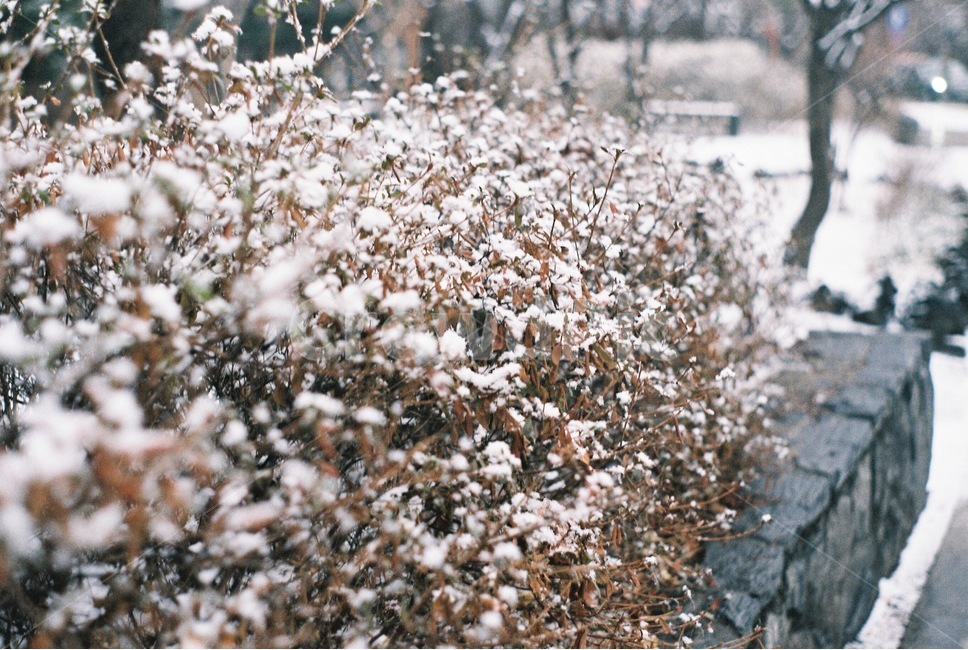 눈,겨울,눈꽃,함박눈,눈송이,화단,눈꽃송이,겨울,계절,winter,season