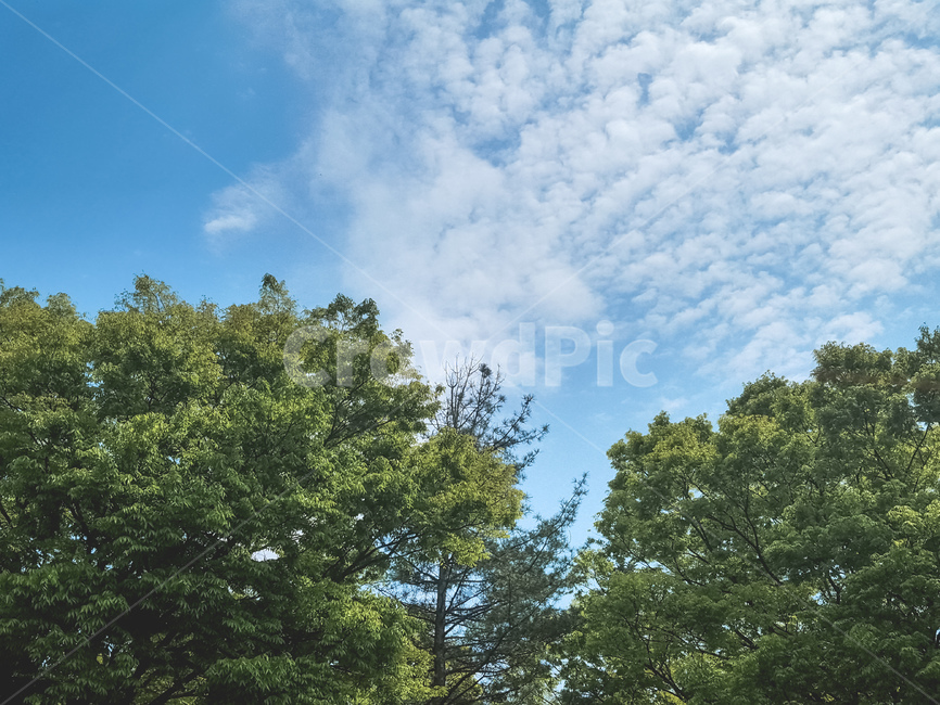 하늘,구름,나무,자연,초록,여름,sky,cloud,tree,nature,green