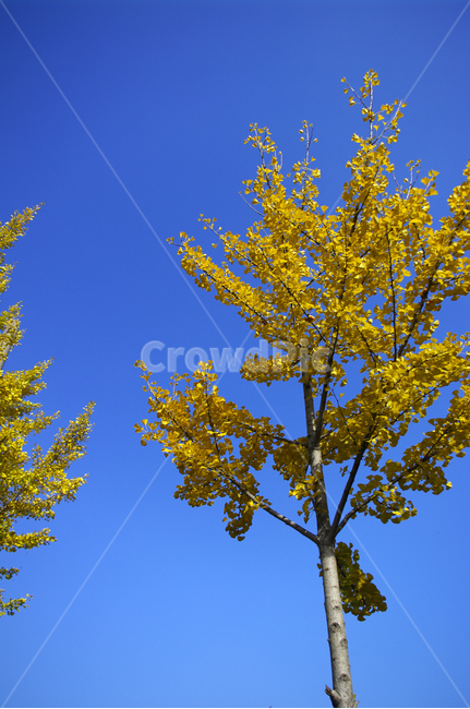 은행나무,가을,은행잎,식물,plant,하늘,가을,계절,fall,autumn,season,식물,자연,plants,nature,나무,trees,wood,tree
