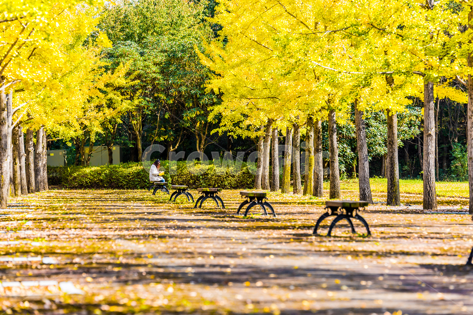 나무,가을,단풍,감성,울긋불긋,가을,계절,fall,autumn,season,자연,풍경,nature,landscape,tree,plant,식물,vegetation,초목,grass,잔디