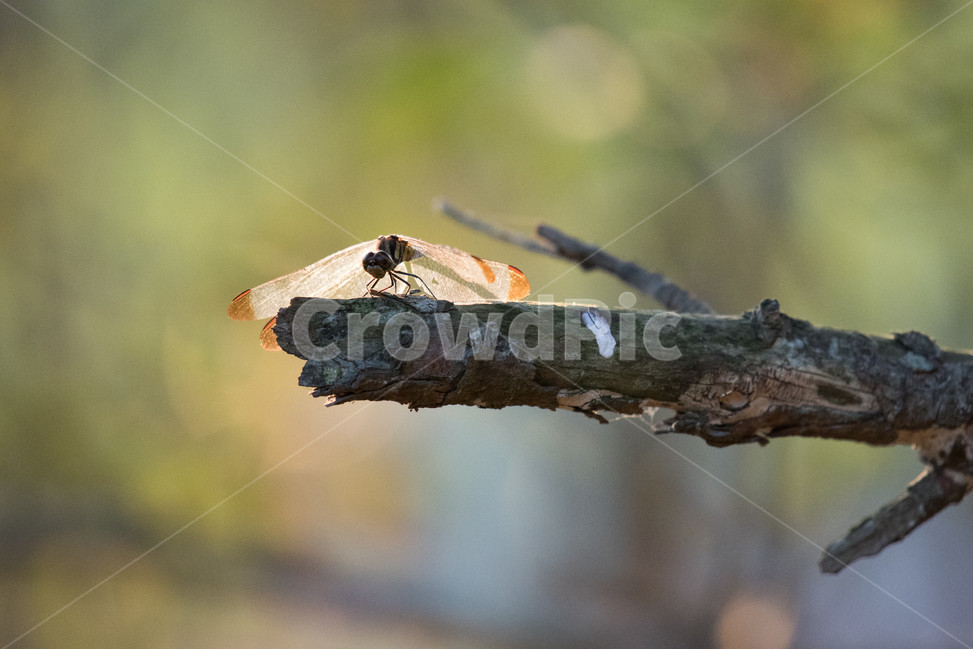 자연,잠자리,가을,곤충,풍경,생태계,생명,동물,animal,곤충,벌레,insect,bug