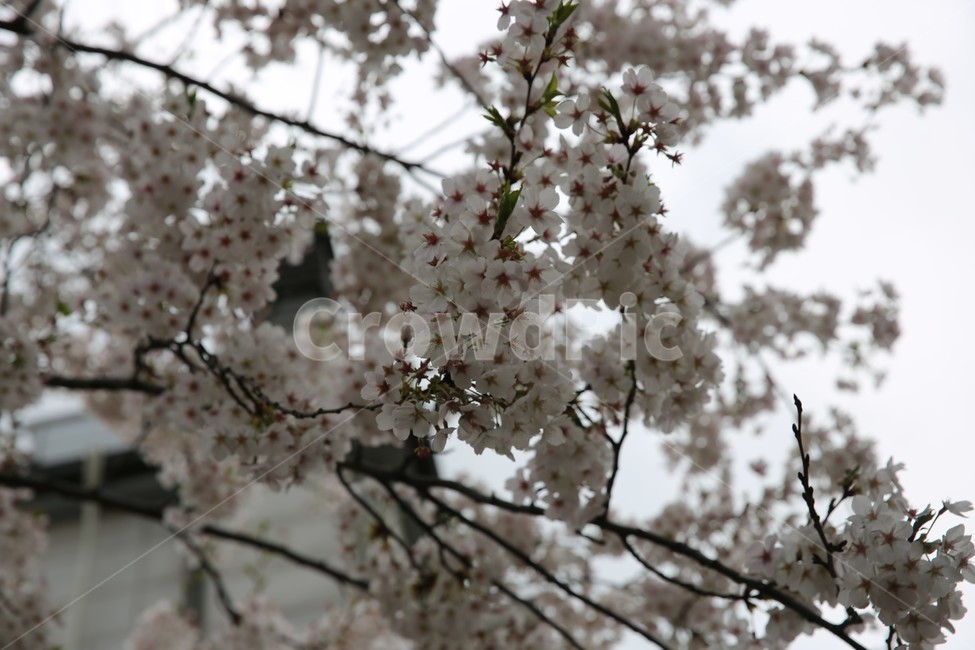 벛꽃,꽃,나무,봄,일상,풍경,감성,계절,spring,season,식물,자연,plants,nature,flower,봄,계절,spring,season,식물,자연,plants,nature,꽃,flower,plant,blossom