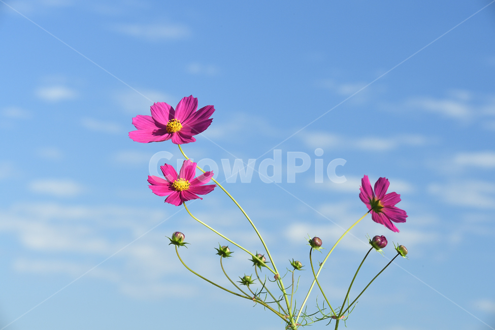 코스모스,삼형제,삼남매,가을,가을풍경,가을,계절,fall,autumn,season,식물,자연,plants,nature,꽃,flower,blossom,petal,꽃잎,plant