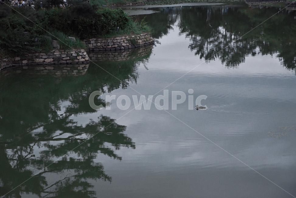 호수,오리,그윽,아늑,여유,duck,lake,동물,animal,조류,새,birds