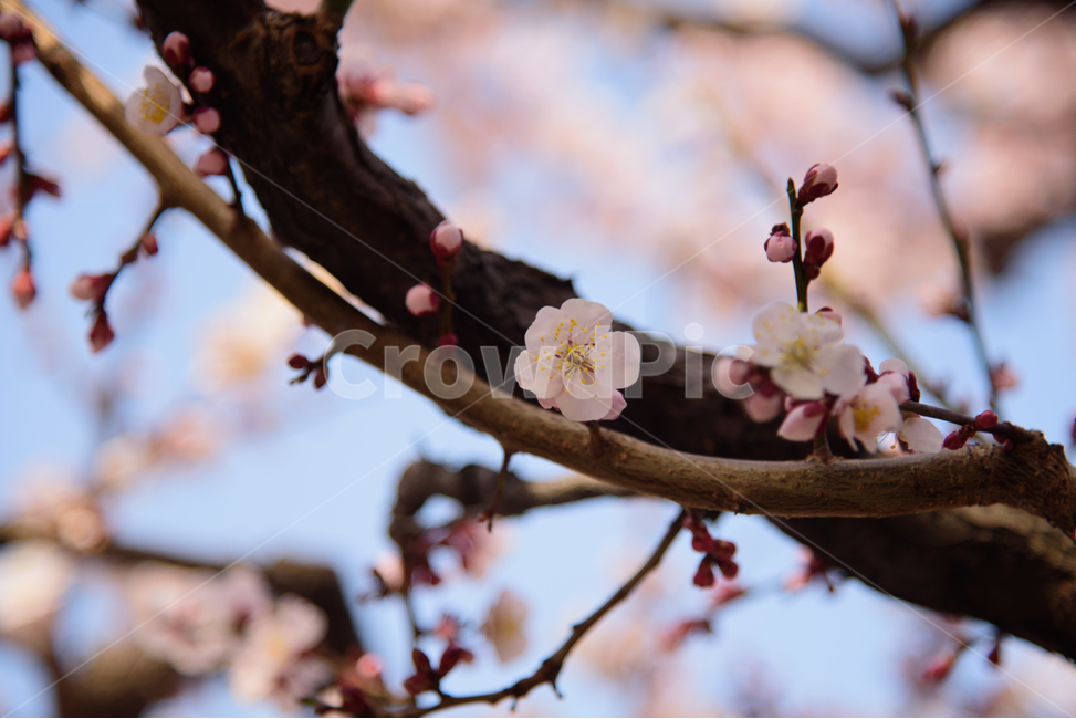 매화,꽃,나무,자연,풍경,흰꽃,흰매화,하늘,파랑,봄,계절,spring,season,식물,자연,plants,nature,꽃,flower,plant