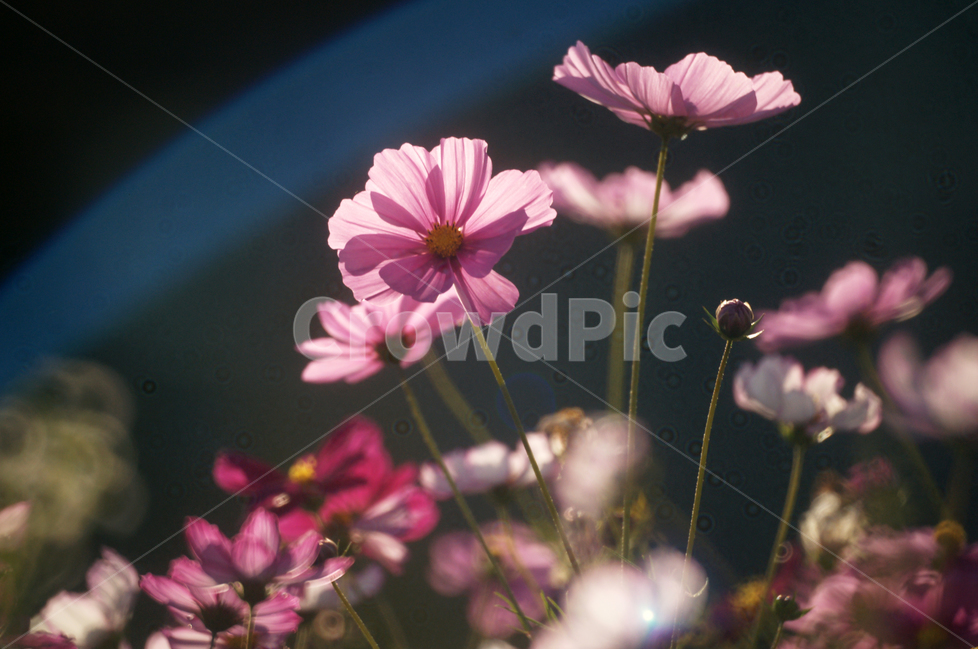 코스모스,꽃,식물,줄기,가을,자연,계절,가을,계절,fall,autumn,season,식물,자연,plants,nature,꽃,flower,plant,geranium,제라늄,blossom