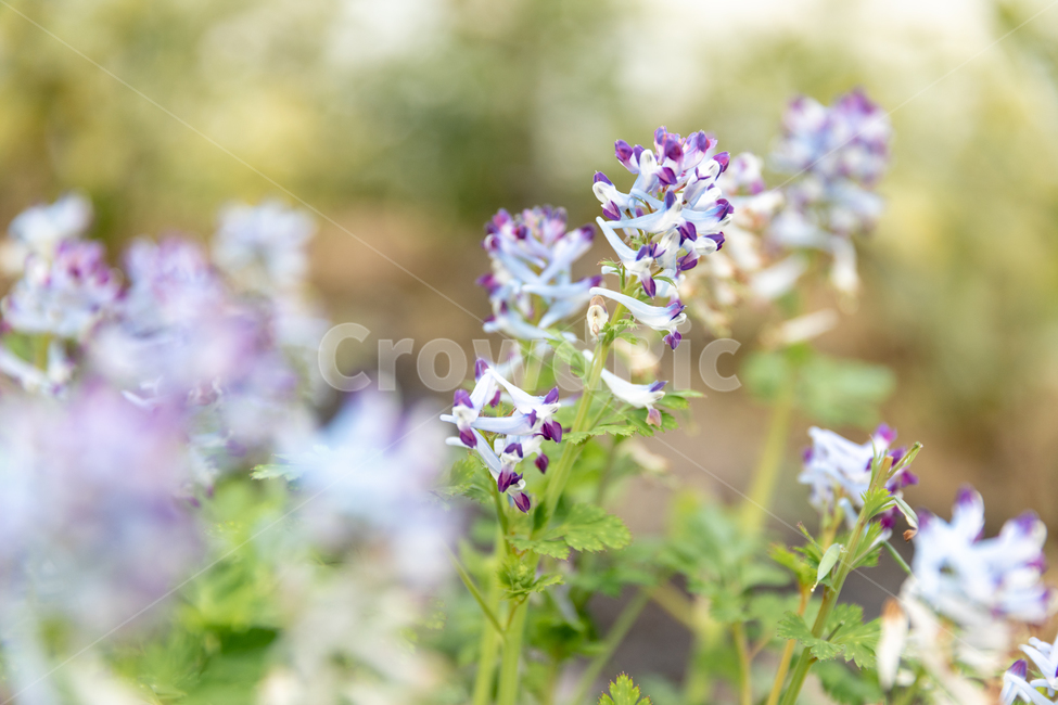 꽃,봄꽃,나무,가시,꽃잎,식물,자연,plants,nature,꽃,flower