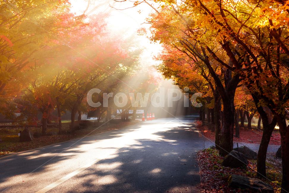 나무,빛,플레어,빛내림,단풍,아침,안개,역광,내장산,가을,tree,plant,light,flare