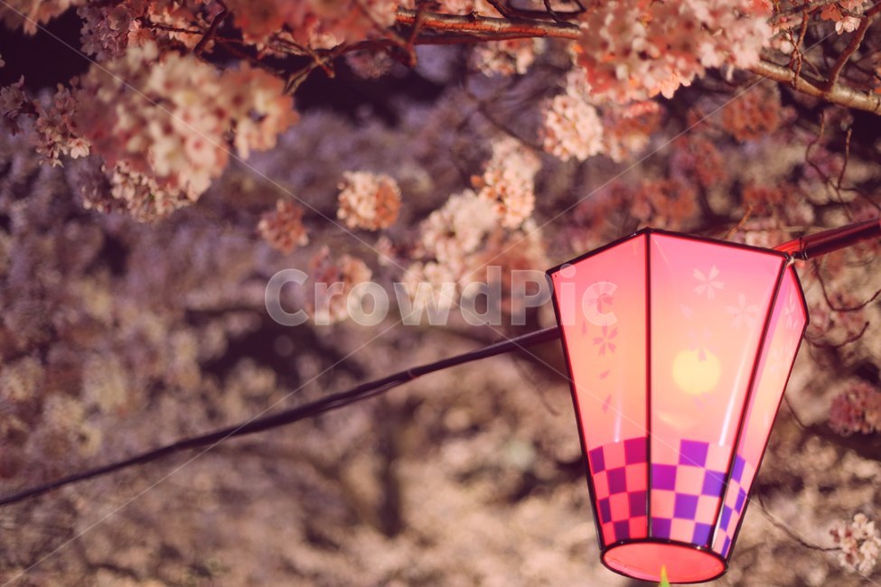봄,벚꽃,꽃,분홍,spring,sakura,pink,cherryblossom,flower,봄,계절,spring,season,야경,밤,풍경,nightscape,night,landscape,식물,자연,plants,nature,꽃,flower,감성,sensible,feeling,색깔,색상,색채,색감,color sense,color sensitivity,feeling of color