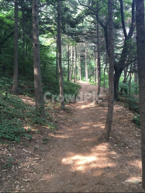 숲,숲속,숲길,나무,여름,초록,자연,풍경,nature,landscape,ground,바닥,tree,plant,식물