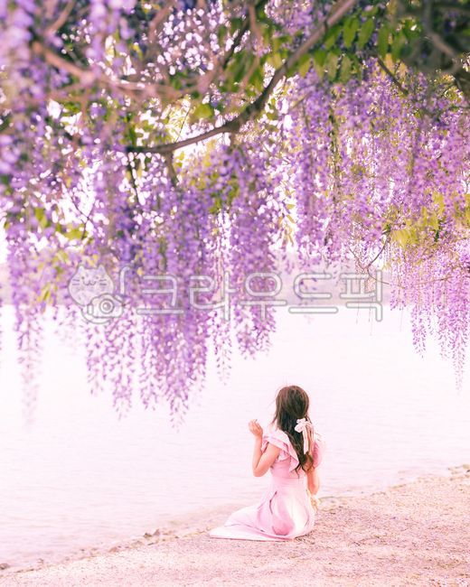 보라,purple,등나무,등꽃,꽃,꽃잎,핑크,드레스,의류,호수,피크닉,소풍,휴식