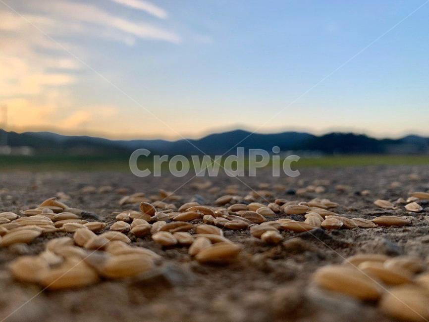 땅,벼,자연,nature,asianrice,곡류,곡식,cereals,농업,농사,agriculture,farming,farming industry