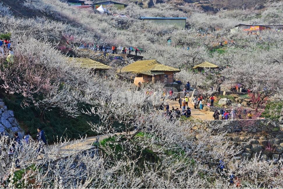 nature,자연,landscape,경치,outdoors,옥외,scenery,풍경,광양,다압,매화마을,섬진강,매화축제,청매실농원,청매원