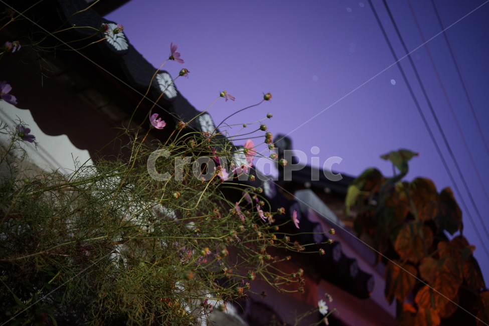 코스모스,별,한옥,아경,해뜰무렵,꽃,식물,자연,plants,nature,꽃,flower
