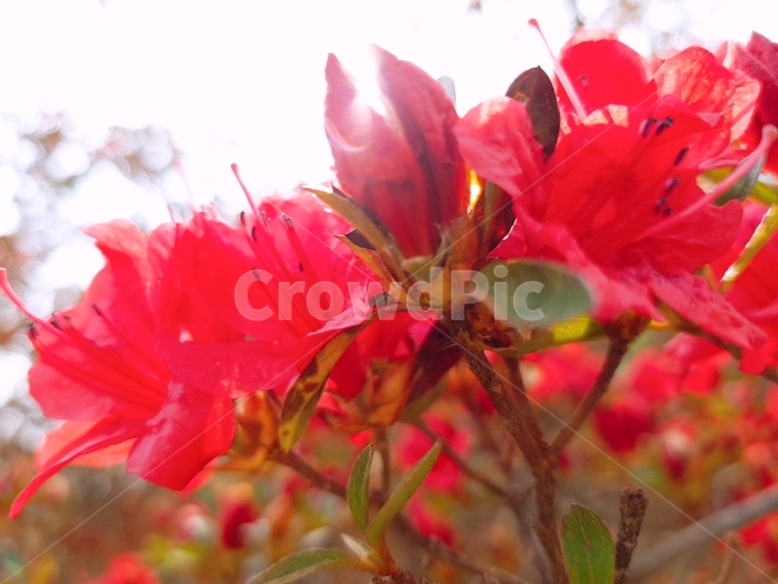 꽃,봄,blossom,plant,빨간꽃,빨강,식물,자연,plants,nature,꽃,flower