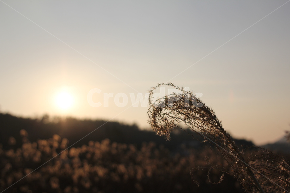 갈대,갈대명소,풍경,노을,억새,해질녁,도암리,가을,계절,fall,autumn,season,자연,풍경,nature,landscape,grass,잔디,plant,식물,lawn,reed