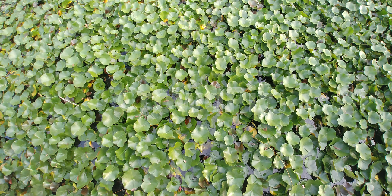 연꽃,물,잎,보라색꽃,가시연,7월,8월,아름다움,plant,식물,flower,blossom,water,nature,자연