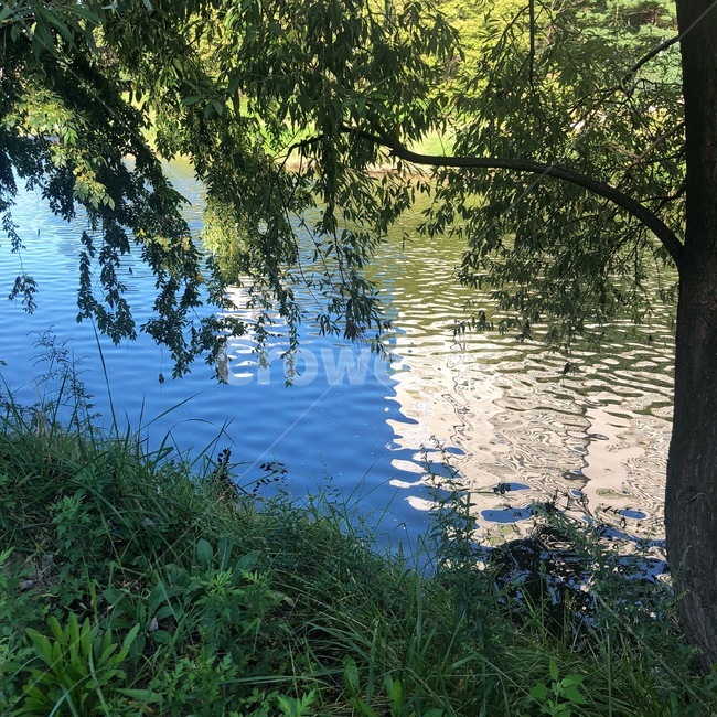 자연,물결,나무,풀,여유로운,풍경,자연,풍경,nature,landscape,water,물,outdoors,옥외