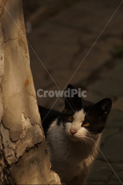 animal,cat,고양이,동물,포유류,동물,animal,포유류,mammal,고양이,cat,kitten,kitty