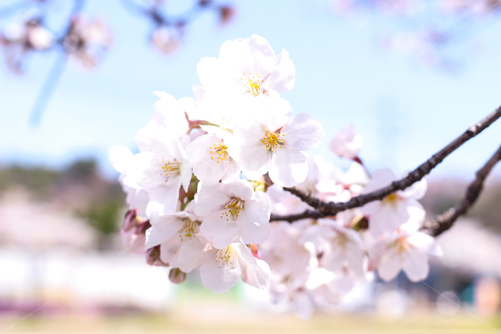 봄,벚꽃,3월,꽃,식물,plant,봄,계절,spring,season