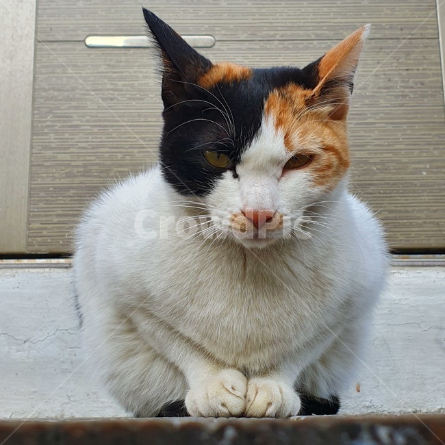 cat,고양이,동물,animal,pet