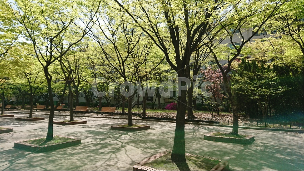 식물,공원,가로수,나무,거리,풍경,봄,자연,풍경,nature,landscape,식물,plants,나무,trees,wood,휴식,힐링,rest,relaxation,healing,tree,plant,grass,잔디,vegetation,초목,lawn,outdoors,옥외,park,woodland,삼림지,forest,숲,land,땅
