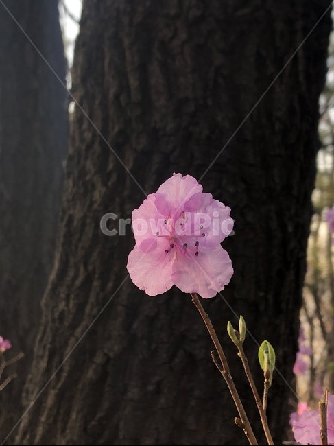 plant,식물,꽃,flower,봄