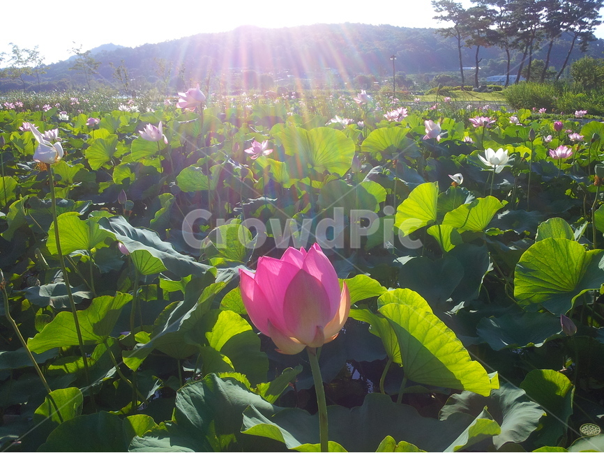 연꽃,여름,핑크,풍경,연못,식물,자연,plants,nature,꽃,flower