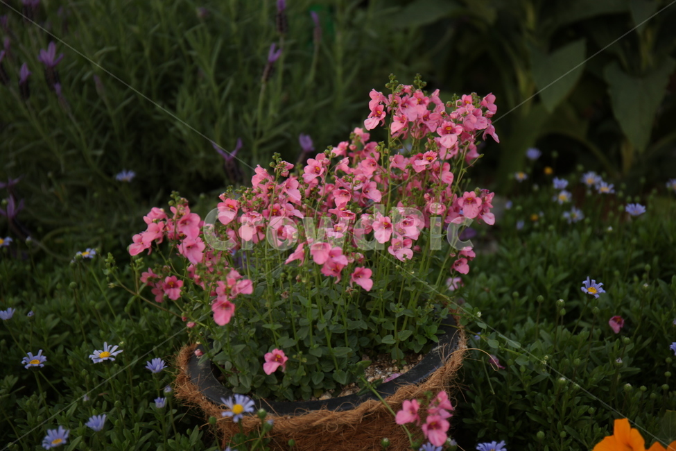 꽃,화훼,플라워,flower,flowergarden