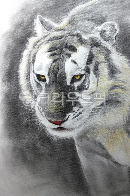 pencil drawing,golden tiger,hand drawing,white tiger,tiger,siberian tiger,colored pencil drawing,tiger picture,animal,beast of prey,precise description,Baekdu Mountain Tiger
