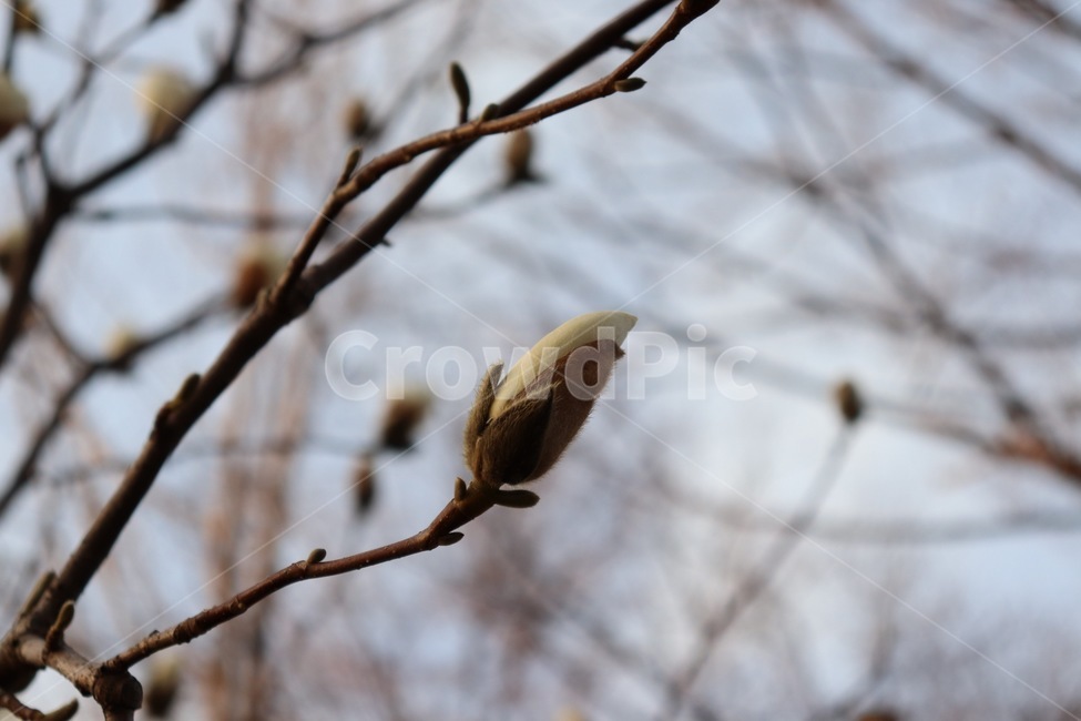 꽃봉오리,봄꽃,하얀봉오리,씁쓸한,외로운한송이,식물,자연,plants,nature