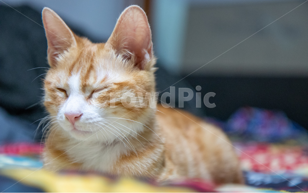 고양이,코리안숏헤어,치즈고양이,치즈태비,코숏,동물,animal,포유류,mammal,고양이,cat,kitten,kitty