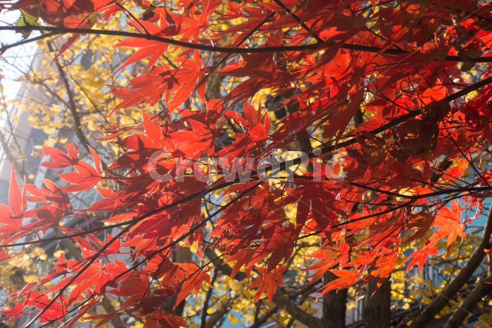 낙엽,가을,계절,자연색상,자연,배경,잎,가을,계절,fall,autumn,season,식물,자연,plants,nature