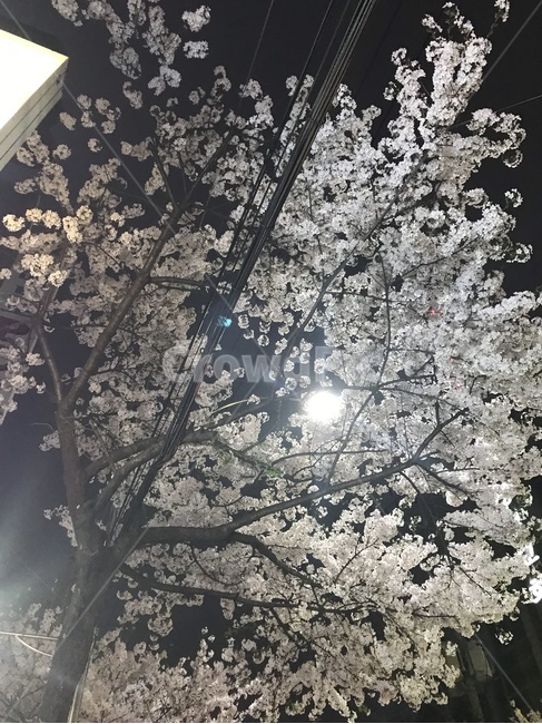 봄,달밤,산책,벚꽃,꽃,나무,cherryblossome,blossome,봄,계절,spring,season,야경,밤,풍경,nightscape,night,landscape,plant,식물,blossom,cherry blossom,flower
