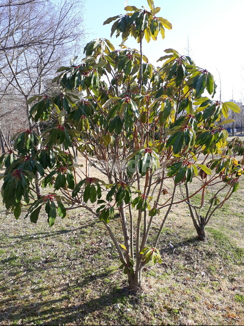 plant,식물,wood,나무,배경