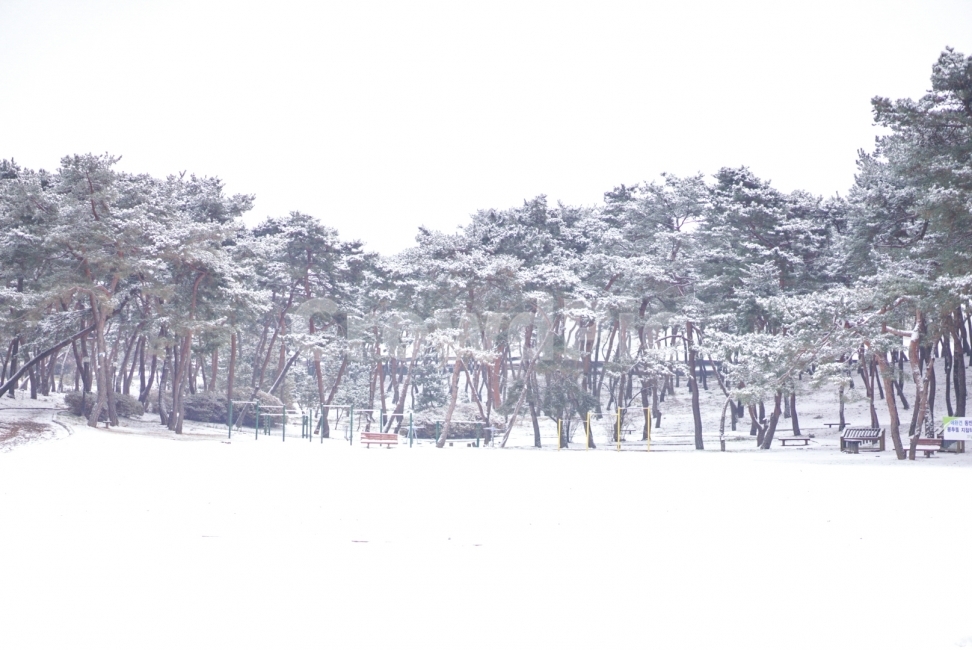 겨울,눈,공원,풍경,솔숲,자연,겨울,계절,winter,season,자연,풍경,nature,landscape,한국자연풍경,한국자연경관,korea nature landscape,tree,나무,plant,식물,abies,아비,fir,전나무,outdoors,옥외