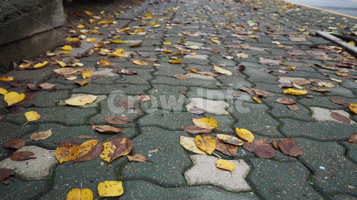 잎,낙엽,leaf,walkway,보도,fallenleaves,fallen,식물,자연,plants,nature