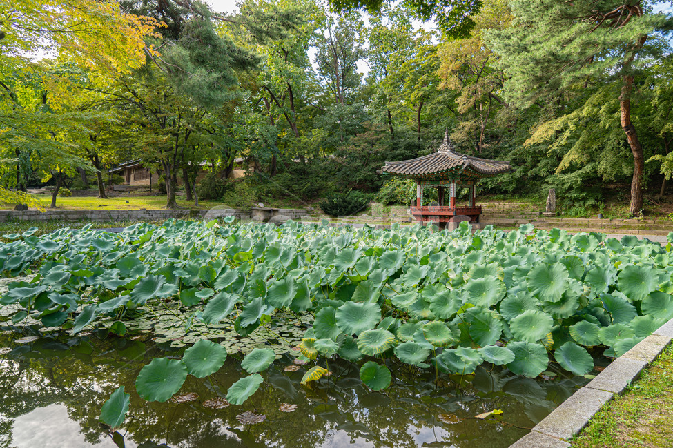 창경궁후원,고궁,건물,palace,창경궁,한국전통,한국문화,korean traditional,korean culture,건축물,건물외관,exterior,building,structure,architecture,construction