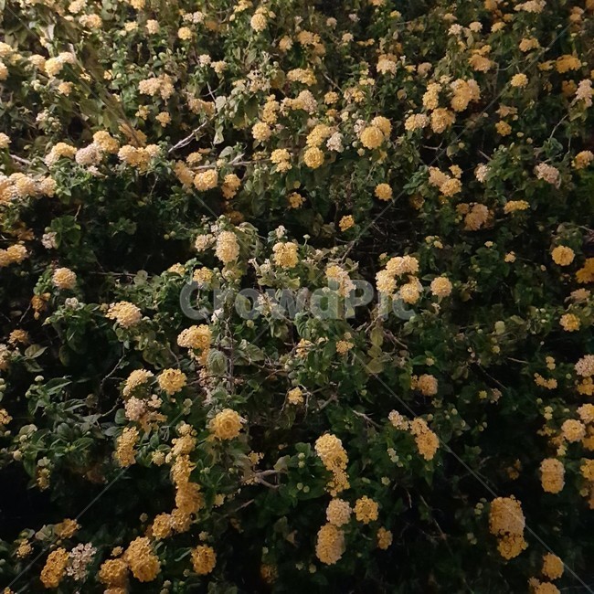 꽃,노란꽃,밤,공원,자연,flower,식물,plant