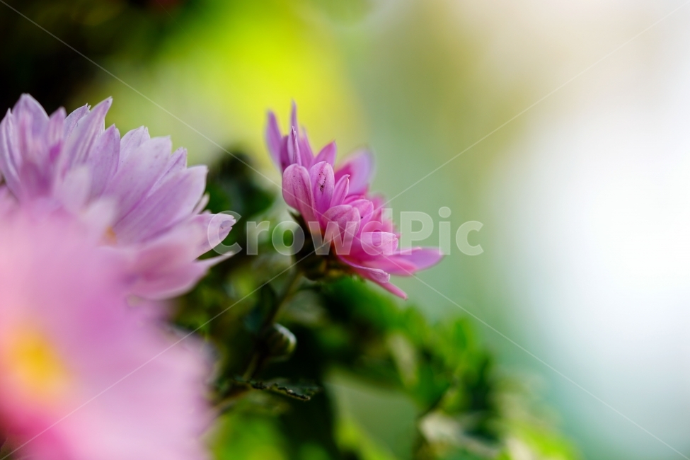 소국,국화,꽃,플라워,flower,식물,plants,자연,nature,가을,autumn,fall,계절,season,경치,풍경,landscape,가을꽃,10월,october,꽃밭,화단,감성,감성사진,느낌,분위기,스냅,스냅사진,snap,snapshot,아름다운,아름답다,예쁘다,예쁜,이쁘다,이쁜,싱싱,꽃사진,꽃잎,식물,자연,plants,nature,꽃,flower