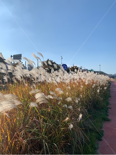 walk,자연,산책로,산책,억새풀,억새,억새길,산책길,억새풀길,풍경,자전거,자전거길,천변로