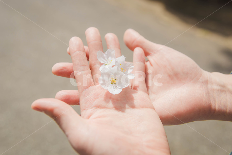 벚꽃,봄,꽃,blossom,cheeryblossom,꽃잎,flower
