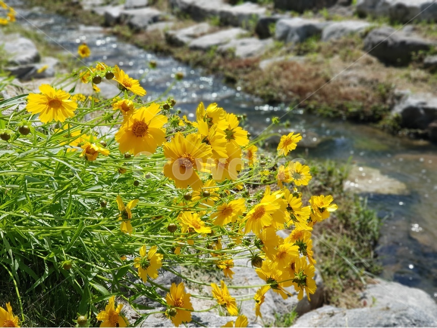 금계국,노랑,봄,풍경,맑음,봄,계절,spring,season,식물,자연,plants,nature,꽃,flower,plant,blossom
