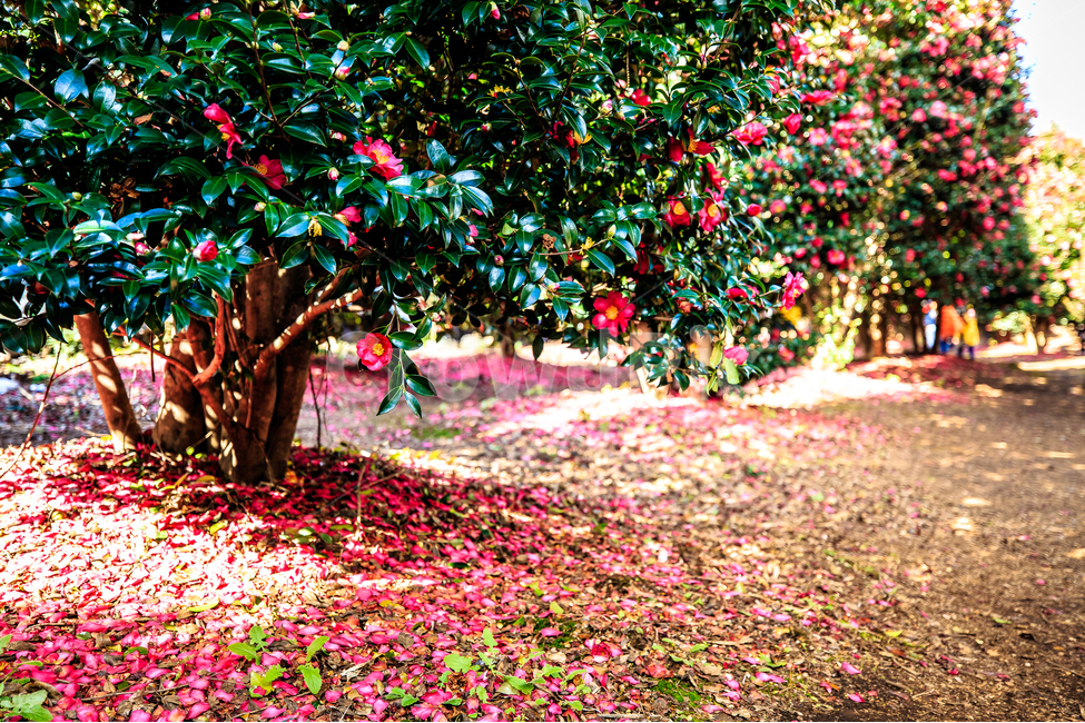 위미리,동백,봄,동백꽃,붉음,낙화,식물,자연,plants,nature,꽃,flower,나무,trees,wood