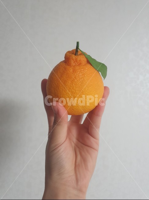 식물,음식,과일,감귤류과일,citrusfruit,food,fruit,plant,한라봉,주황색,orange