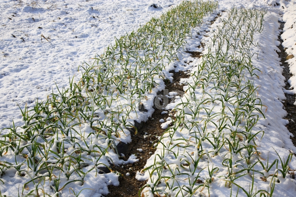 시골풍경,겨울풍경,눈,자연,식물,겨울,계절,winter,season,식물,자연,plants,nature