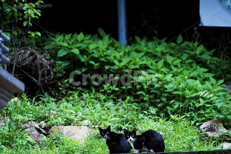 고양이,동물,포유류,길냥이,cat,animal,pet,동물,animal,포유류,mammal,고양이,cat,kitten,kitty
